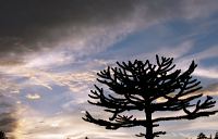 araucaria_araucana_silhouette_okt