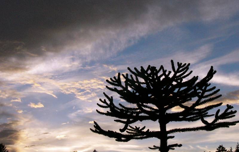 araucaria_araucana_silhouette_okt_2