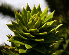 araucaria_araucana_triebspitze_juni