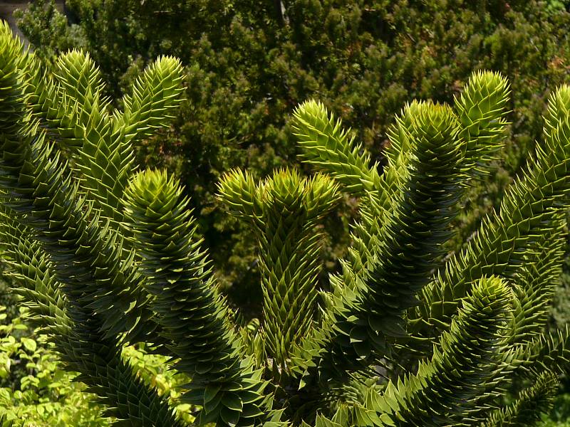 araucaria_araucana_zweige_juni_2