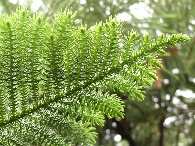 araucaria_heterophylla_zweig_2