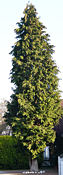 chamaecyparis_lawsoniana_baum_oktober_1