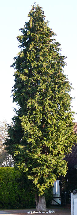 chamaecyparis_lawsoniana_baum_oktober_2