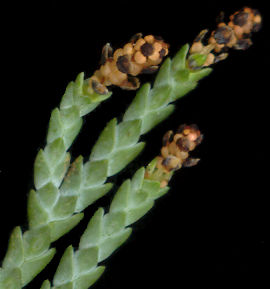 chamaecyparis_lawsoniana_blueten_m_mai_600