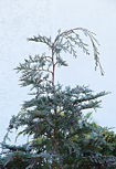 chamaecyparis_lawsoniana_gipfeltrieb_april_1