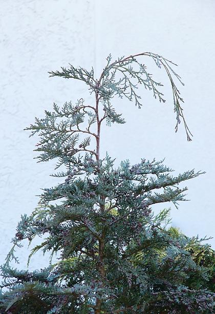 chamaecyparis_lawsoniana_gipfeltrieb_april_2