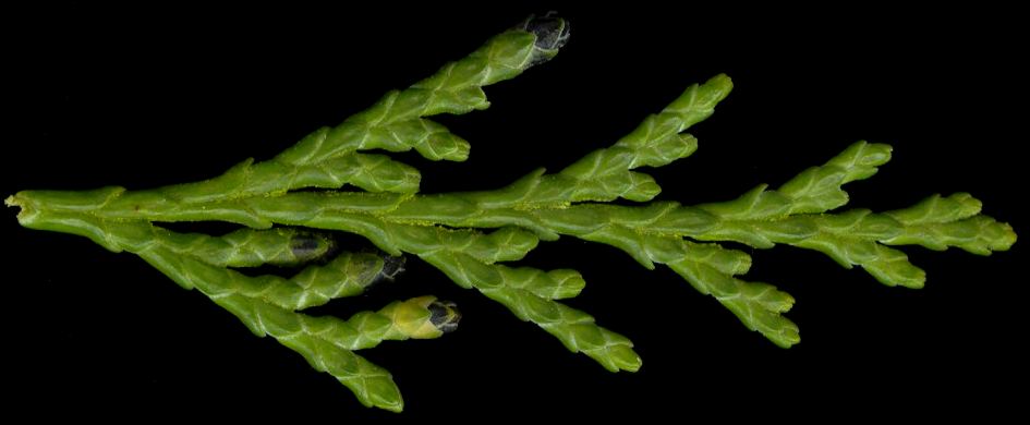 chamaecyparis_lawsoniana_triebe_o_juni_600