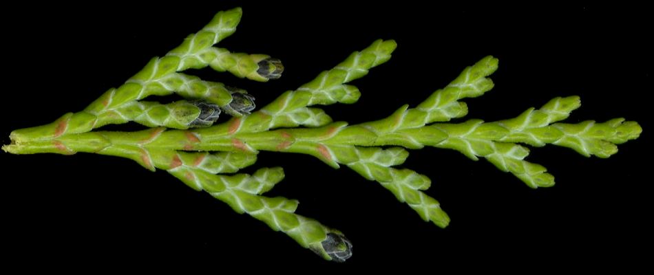 chamaecyparis_lawsoniana_triebe_u_juni_600