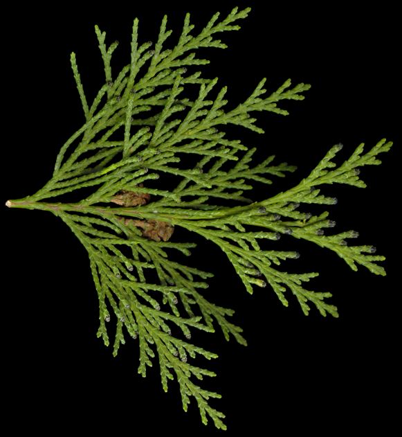 chamaecyparis_lawsoniana_zweig_o_februar_150