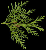 chamaecyparis_lawsoniana_zweig_o_februar_50