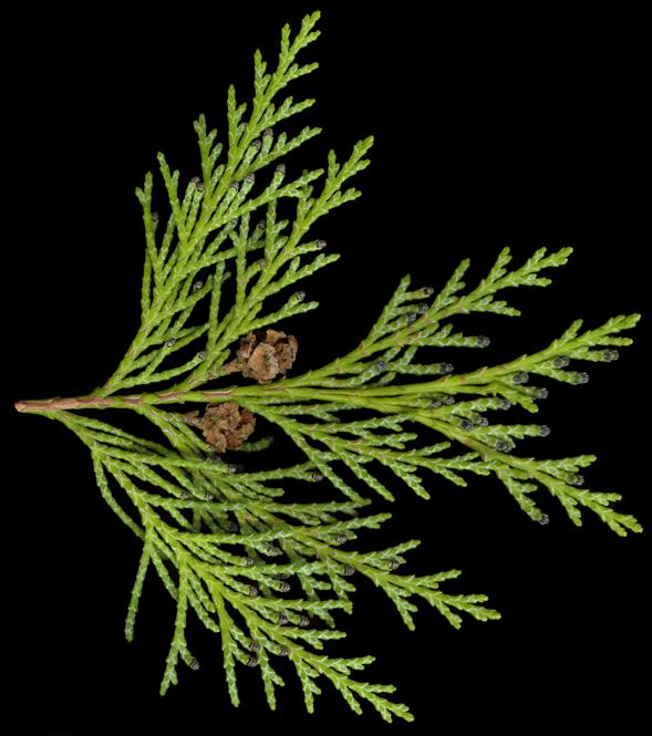 chamaecyparis_lawsoniana_zweig_u_februar_150