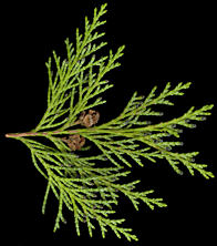 chamaecyparis_lawsoniana_zweig_u_februar_50