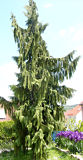 chamaecyparis_nootkatensis_baum_mai_1