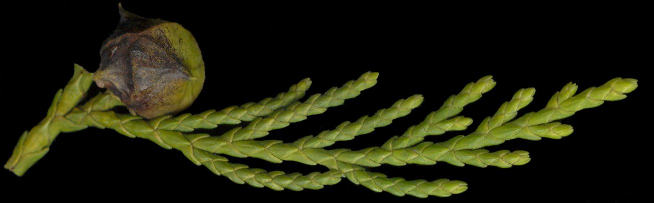 chamaecyparis_nootkatensis_triebe_februar_600