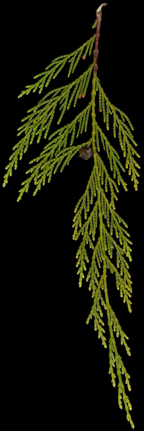 chamaecyparis_nootkatensis_zweig_februar_150