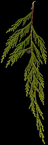 chamaecyparis_nootkatensis_zweig_februar_50