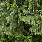 chamaecyparis_nootkatensis_zweige_blueten_mai_1