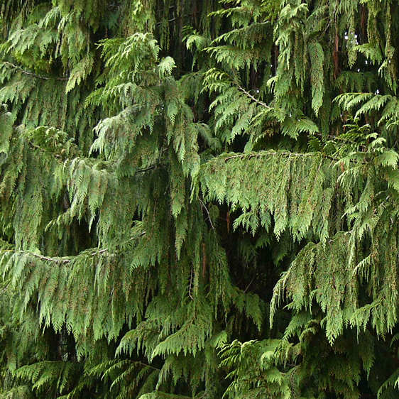 chamaecyparis_nootkatensis_zweige_blueten_mai_2