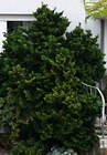 chamaecyparis_obtusa_baum_sept_1