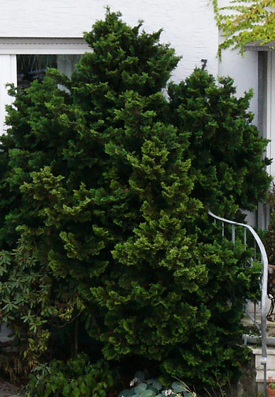 chamaecyparis_obtusa_baum_sept_2
