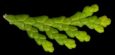 chamaecyparis_obtusa_triebe_o_juli_600