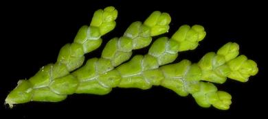 chamaecyparis_obtusa_triebe_u_juli_600