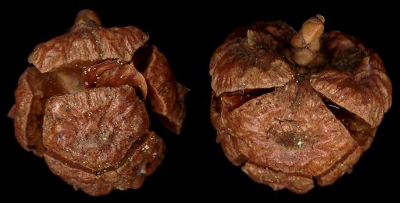 chamaecyparis_obtusa_zapfen_600