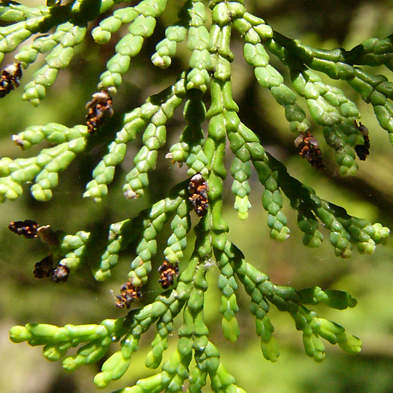 chamaecyparis_obtusa_zweig_blueten_m_juli_2