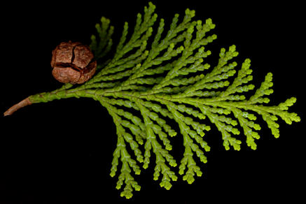 chamaecyparis_obtusa_zweig_u_juli_150