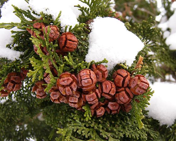 chamaecyparis_obtusa_zweig_zapfen_maerz_2