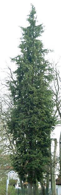 chamaecyparis_pisifera_baum_april_2