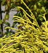 chamaecyparis_pisifera_filifera_aurea_mai_1