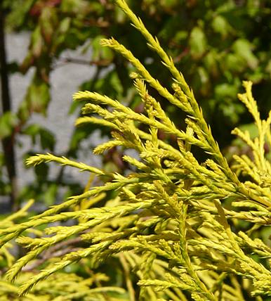 chamaecyparis_pisifera_filifera_nana_mai_2