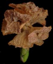 chamaecyparis_pisifera_zapfen_april_600