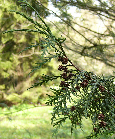 chamaecyparis_pisifera_zweig_april_2