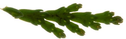 chamaecyparis_pisifera_zweig_durchlicht_600