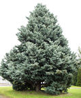cupressus_glabra_baum_dezember_1