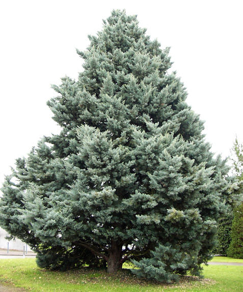 cupressus_glabra_baum_dezember_2