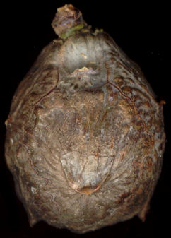 cupressus_glabra_zapfen_juni_300