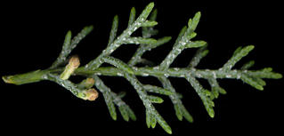 cupressus_glabra_zweig_blueten-m_mai_150