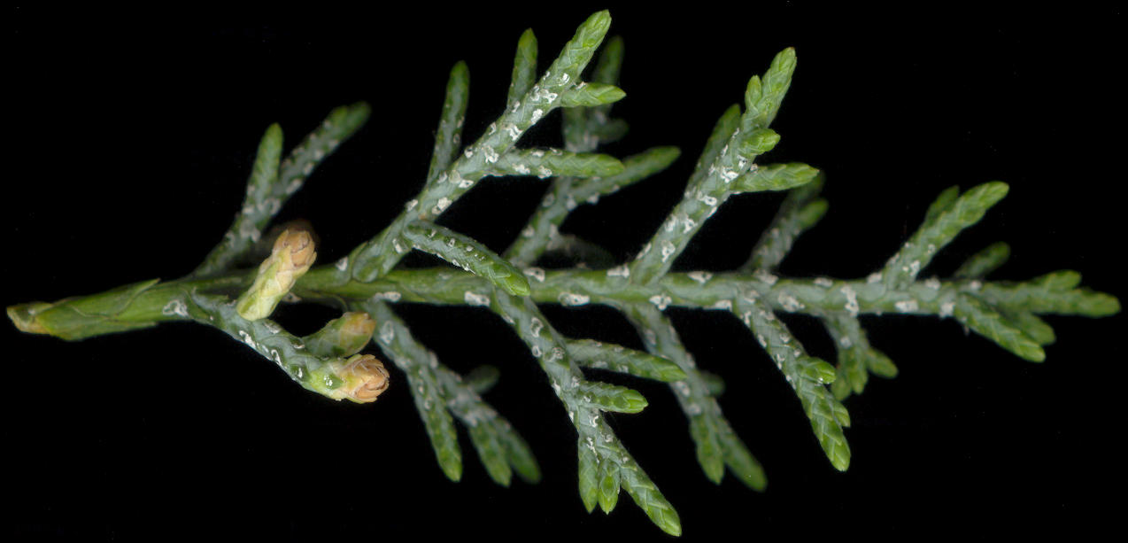 cupressus_glabra_zweig_blueten-m_mai_600