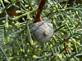cupressus_glabra_zweig_zapfen_sept_1