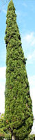 cupressus_sempervirens_baum_sept_1