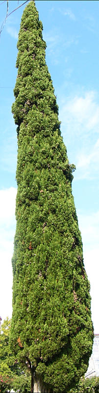 cupressus_sempervirens_baum_sept_2
