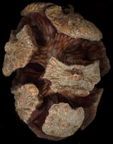 cupressus_sempervirens_zapfen_auf_juni_150