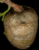 cupressus_sempervirens_zapfen_zu_juni_150