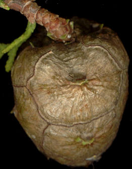 cupressus_sempervirens_zapfen_zu_juni_300