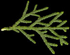 cupressus_sempervirens_zweig_juni_150
