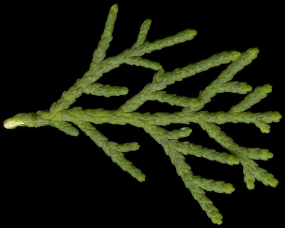 cupressus_sempervirens_zweig_juni_600