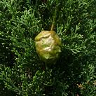 cupressus_sempervirens_zweige_sept_1
